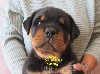  - NOUVEAUX BEBES ROTTWEILER