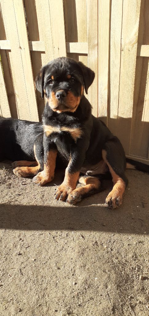 Des Roses Noires De Cupidon - Chiot disponible  - Rottweiler