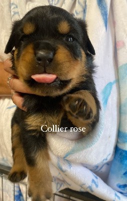 CHIOT 8 (Collier Rose)