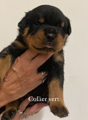 CHIOT 2 (Collier Vert)