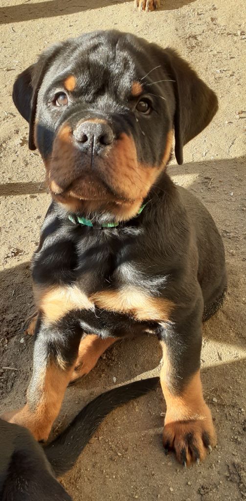 Des Roses Noires De Cupidon - Chiot disponible  - Rottweiler