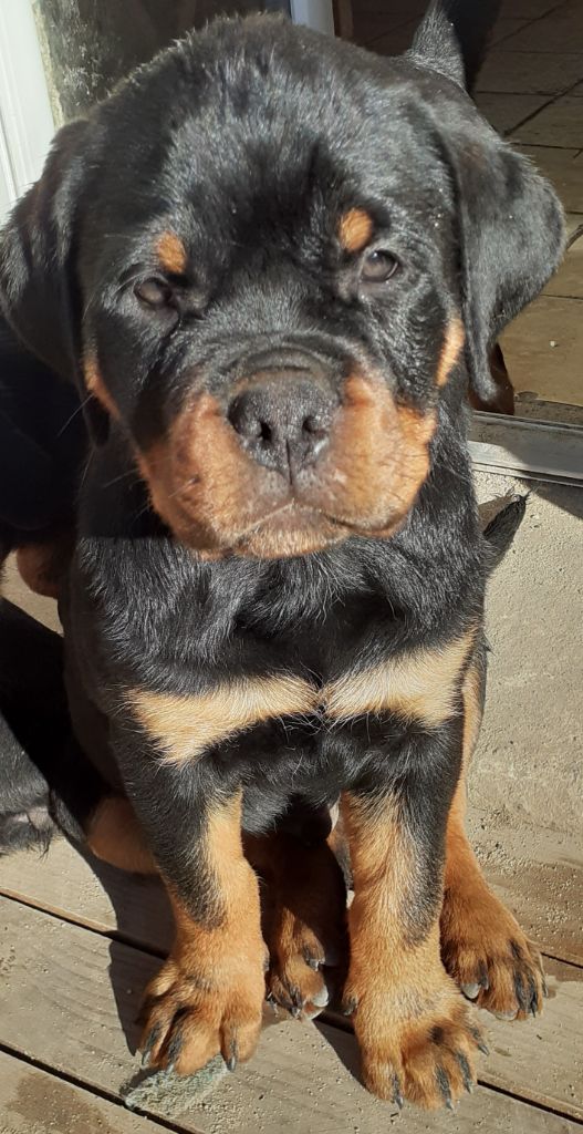 Des Roses Noires De Cupidon - Chiot disponible  - Rottweiler