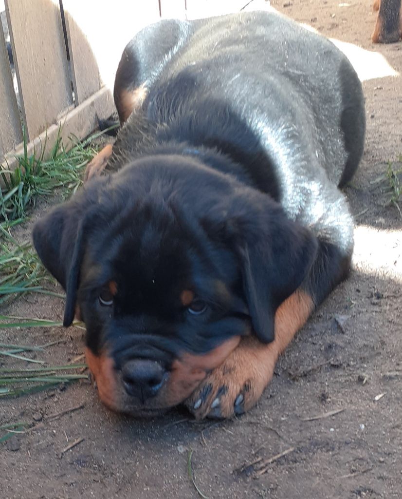 Des Roses Noires De Cupidon - Chiot disponible  - Rottweiler