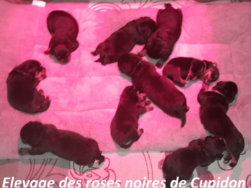 Chiots Rottweiler à la réservation