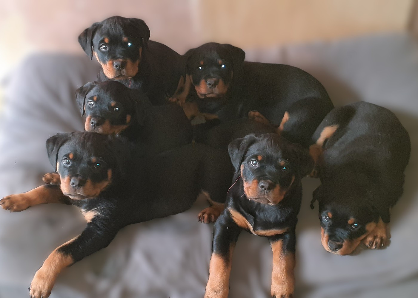 Chiots Rottweiler LOF à l'adoption