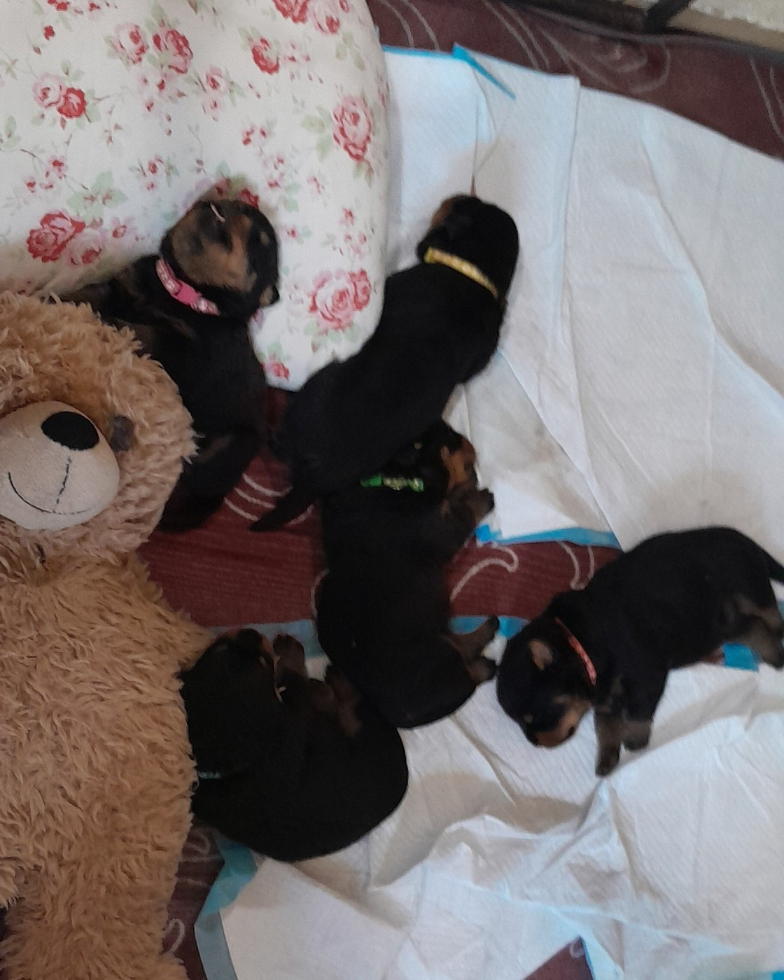 Chiots Rottweiler LOF à la réservation