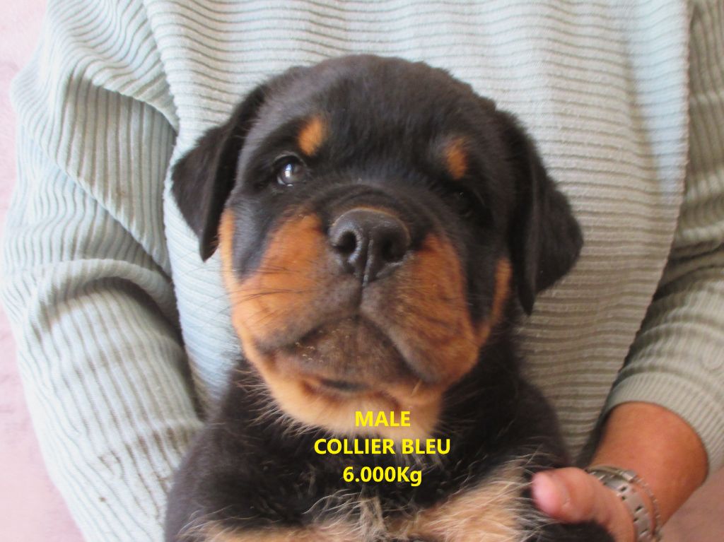 NOUVEAUX BEBES ROTTWEILER