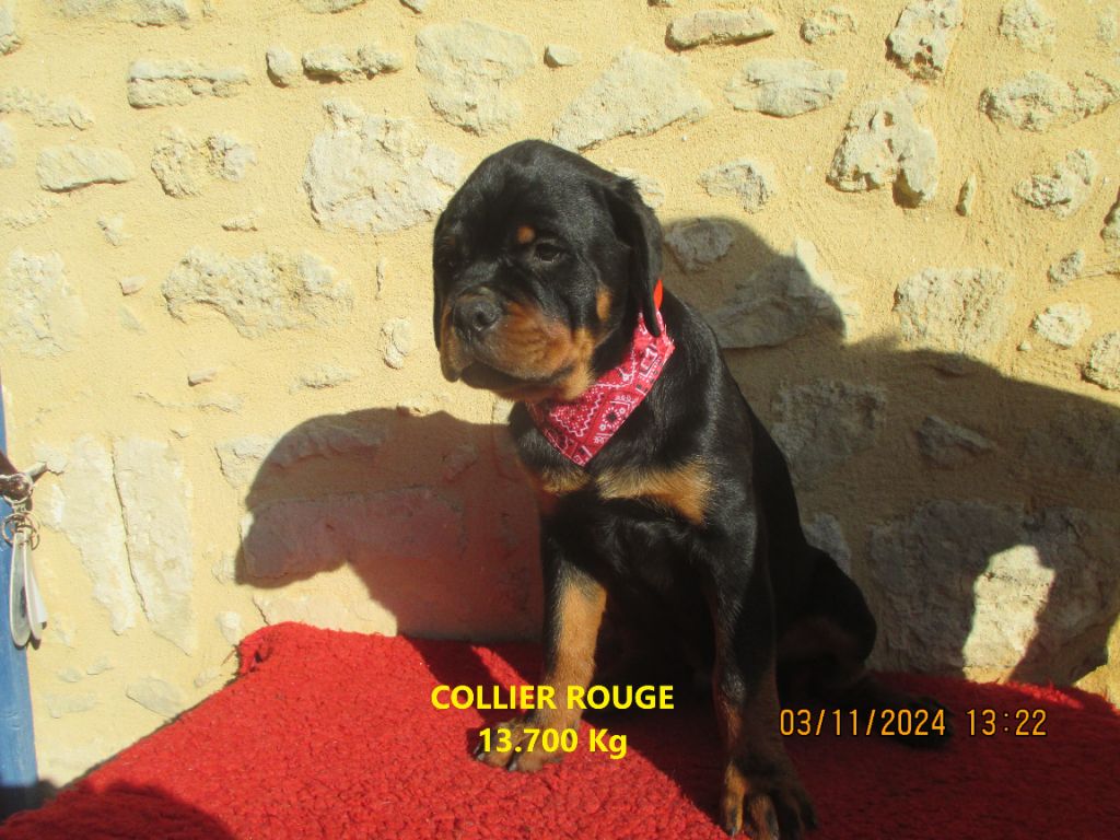 Des Roses Noires De Cupidon - Chiots disponibles - Rottweiler