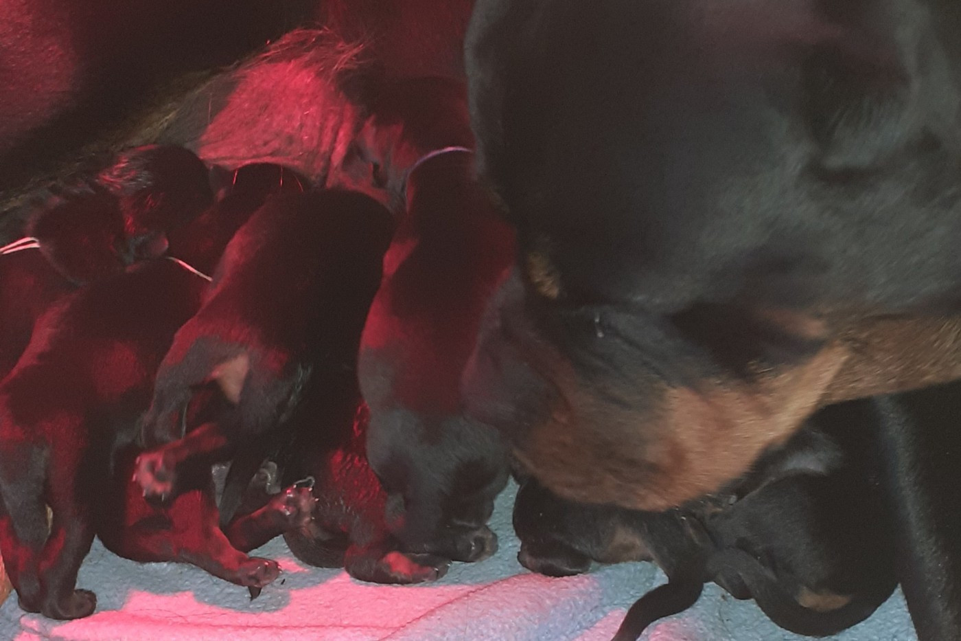 Chiot Rottweiler Des Roses Noires De Cupidon