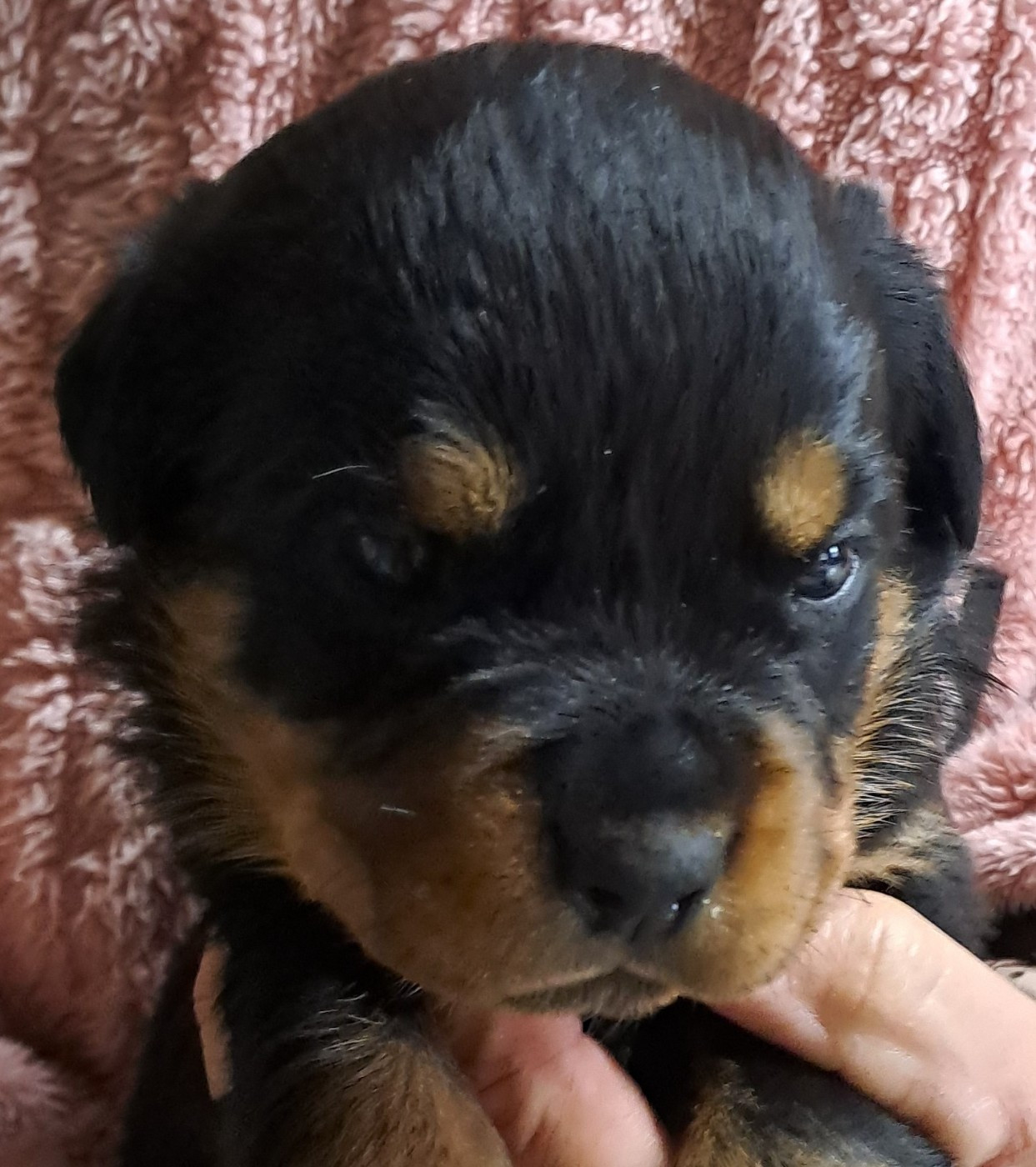 Des Roses Noires De Cupidon - Chiots disponibles - Rottweiler