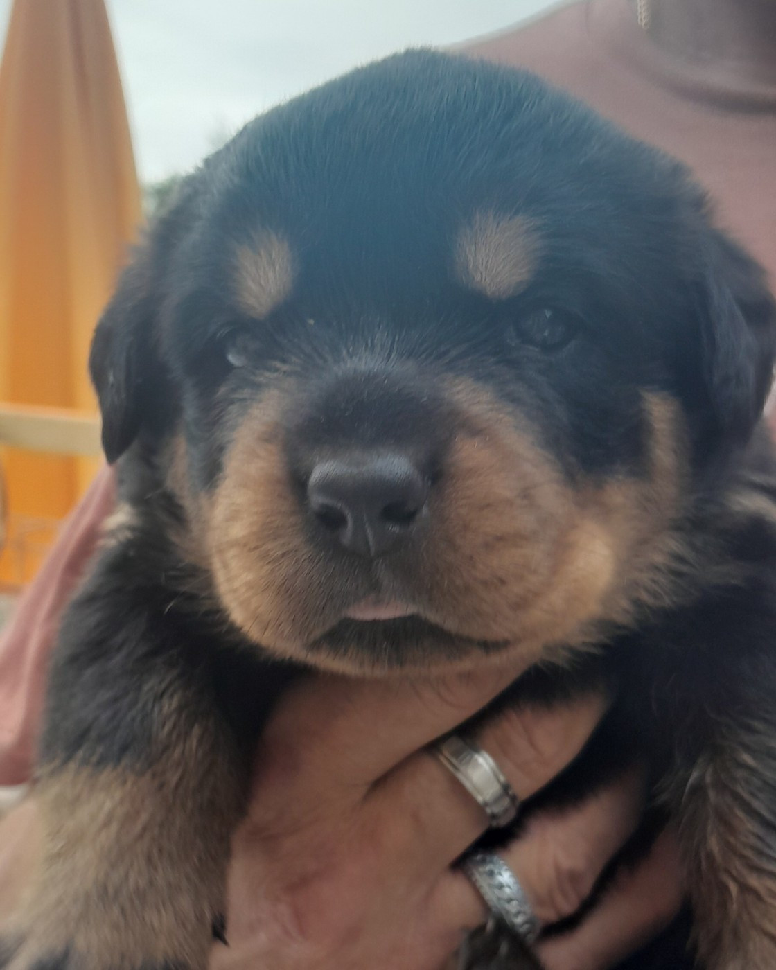 Des Roses Noires De Cupidon - Chiots disponibles - Rottweiler