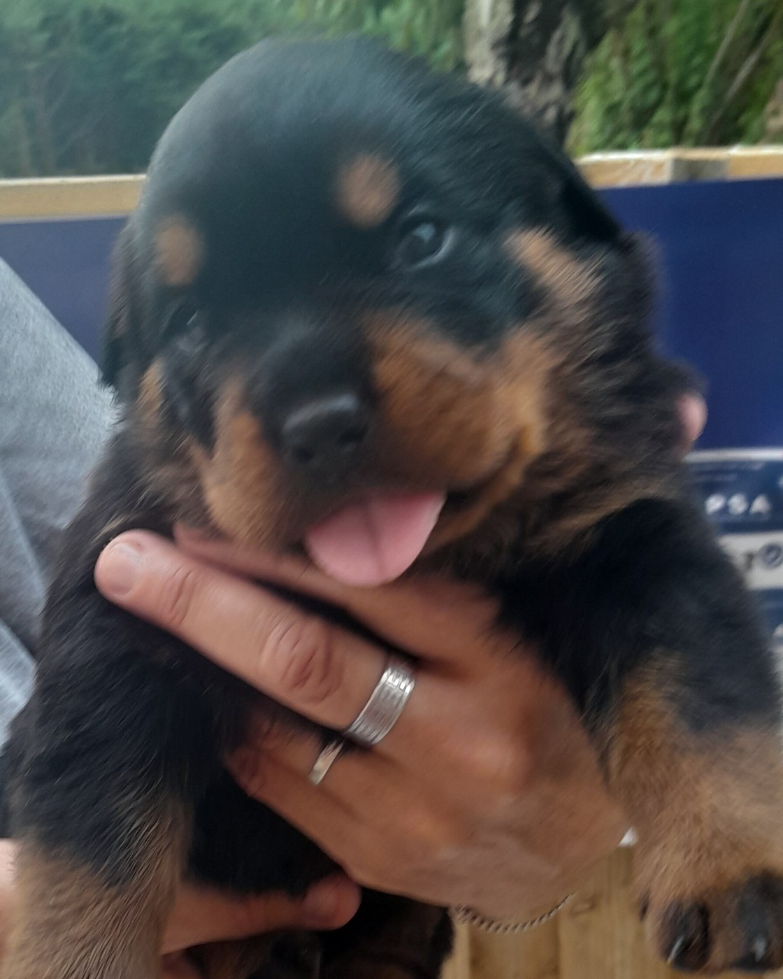 Des Roses Noires De Cupidon - Chiots disponibles - Rottweiler