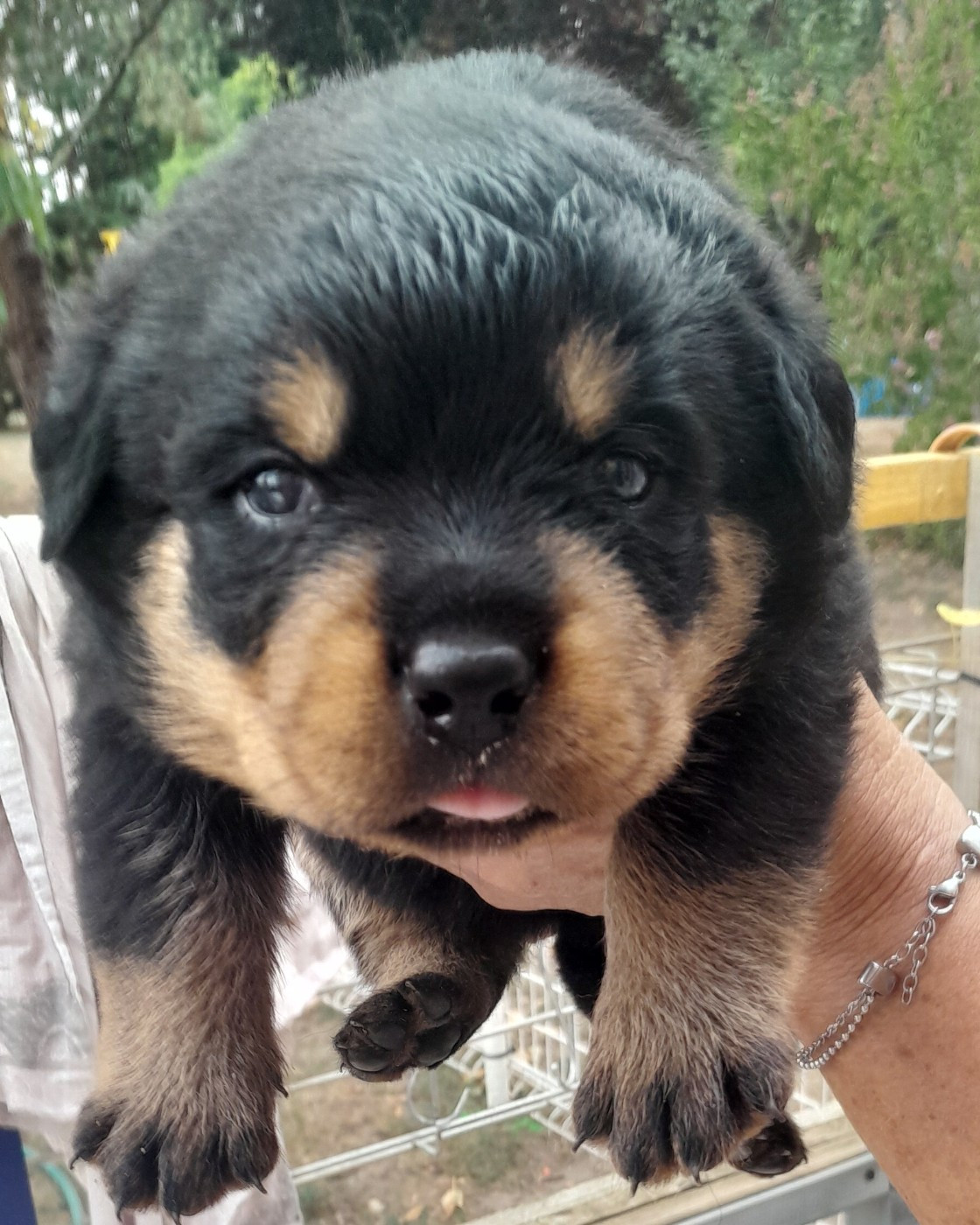 Des Roses Noires De Cupidon - Chiots disponibles - Rottweiler