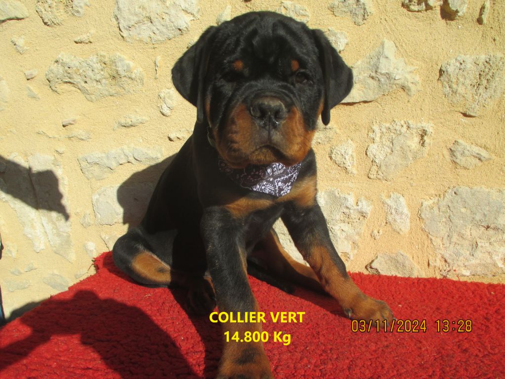 Des Roses Noires De Cupidon - Chiots disponibles - Rottweiler