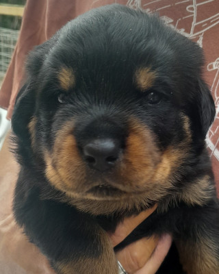 Chiot N°1