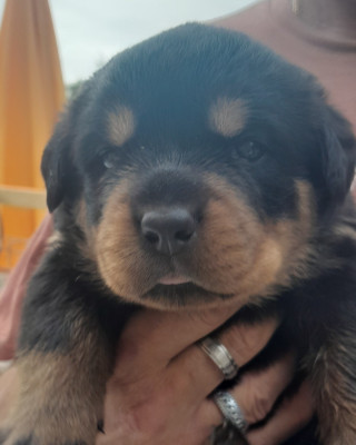 Chiot N°2