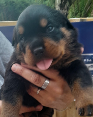 Chiot N°3