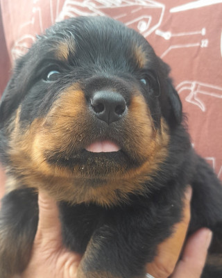 Chiot N°4