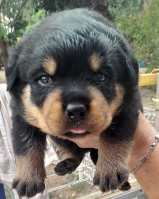 Chiot N°5